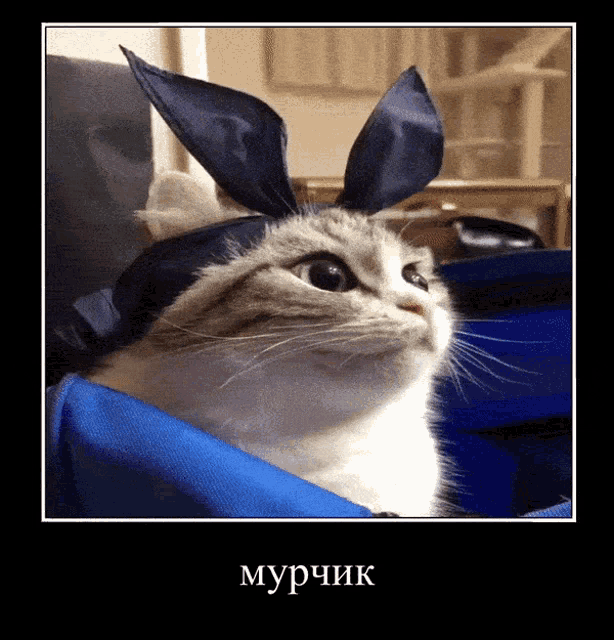 a cat wearing bunny ears is sitting in a blue blanket