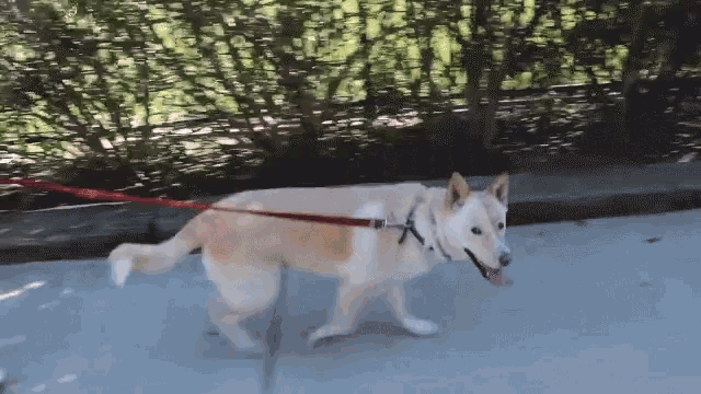 a dog on a leash is walking down a sidewalk