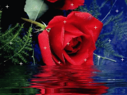 Flower Red Rose GIF - Flower Red Rose Water GIFs