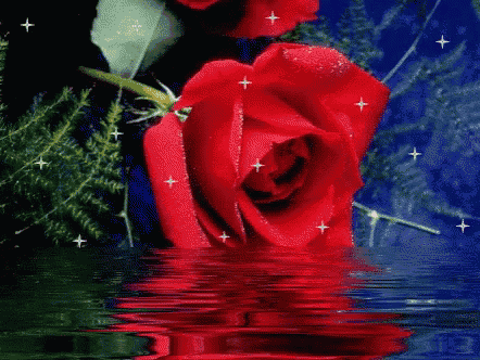 a large red rose is reflected in the water