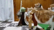 Cats Boop GIF - Cats Boop Star Wars GIFs