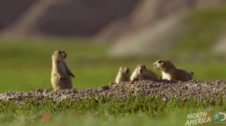 Groundhog Dancing GIF - Groundhog Dancing Jumping GIFs