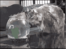 a dog is looking at a fish bowl on a table .