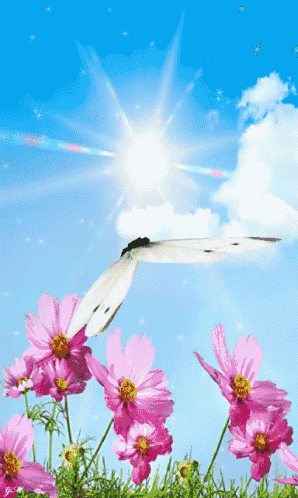 a butterfly flies over a field of pink flowers with the sun shining through the clouds