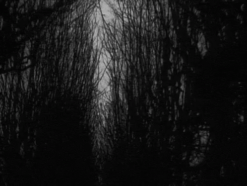 Trees Forest GIF - Trees Forest Black And White GIFs