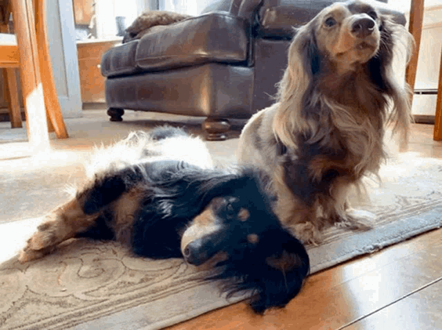 two long haired dachshunds laying on a rug in front of a couch