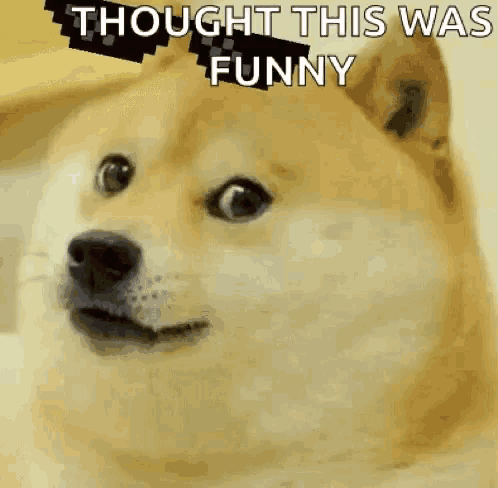 a doge is looking at the camera with the words `` thought this was funny '' written above it .