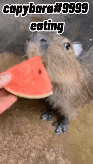 a capybara is eating a slice of watermelon from someone 's hand .