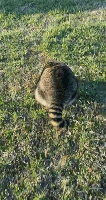 Raccoon Rolling GIF