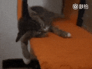 a close up of a cat laying on top of an orange chair .