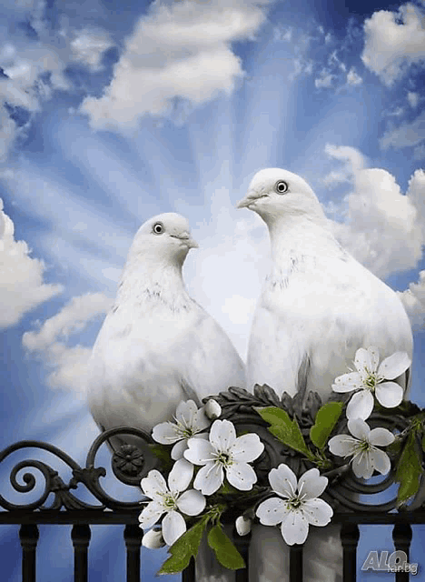 two white pigeons are perched on a fence with flowers