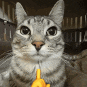 a cat is giving the middle finger and looking at the camera .
