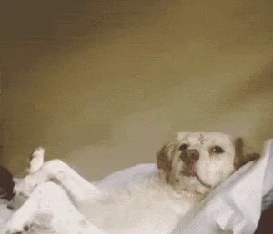 Funny Animals Relax GIF - Funny Animals Relax Raise Up GIFs