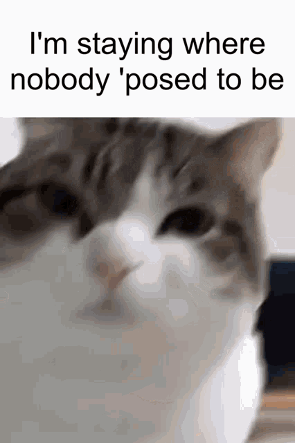 Eggcat Im Staying Where Nobody Supposed To Be GIF - Eggcat Im Staying Where Nobody Supposed To Be GIFs