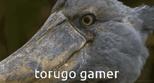 a bird with a large beak has the word torugo gamer written on its face