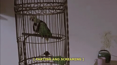 Screaming Farting GIF - Screaming Farting Bird GIFs