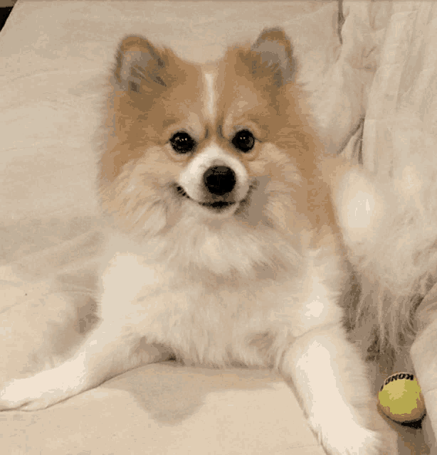 a dog laying on a couch next to a tennis ball that says kong on it