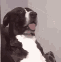 Dog What GIF