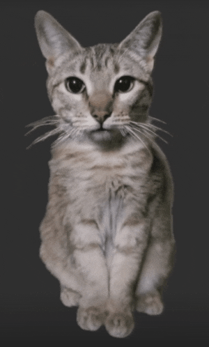 a cat is sitting on a gray background and looking up at the camera