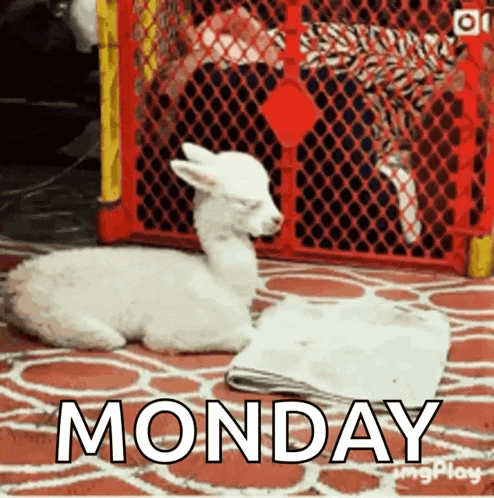 a sheep is laying on a rug next to a newspaper that says monday on it