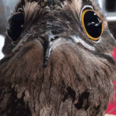 a close up of a bird 's face with a yellow eye