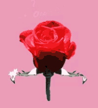 a red rose on a pink background with the words " love you "