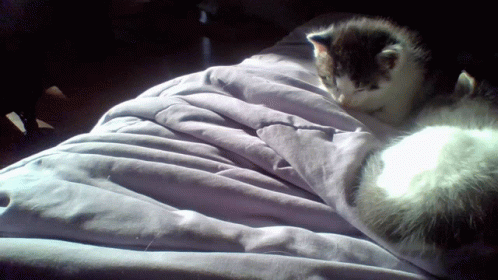 Adorable Kittens Cute GIF - Adorable Kittens Cute To Bright Sunlight GIFs