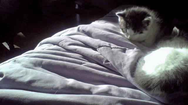 a cat laying on a bed with a blanket