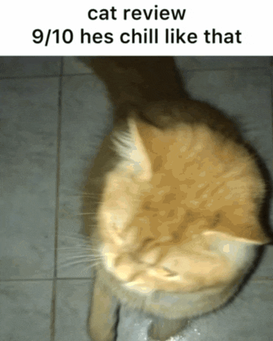 Blaze Blaze Cat Review GIF - Blaze Blaze Cat Review Hes Chill Like That GIFs