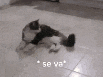 a cat is laying on the floor with the words `` se va '' written on the bottom .