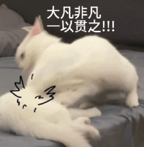 a couple of white cats laying on a bed with chinese writing on it