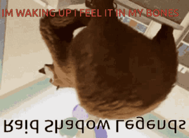 a picture of a cat with the words im waking up i feel it in my bones below it