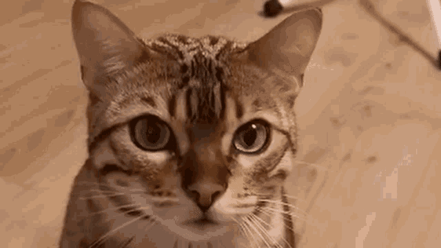 a close up of a cat 's face looking at the camera .