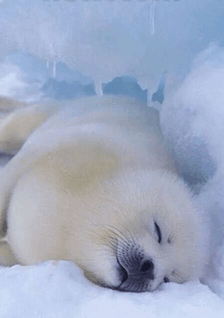 Seal Sleep GIF - Seal Sleep GIFs