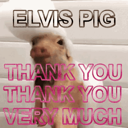Happy Pig Thank You GIF
