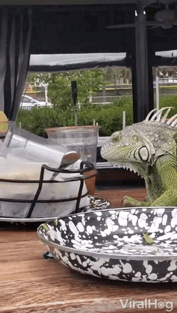 Iguana Stealing Food GIF - Iguana Stealing Food Taking GIFs