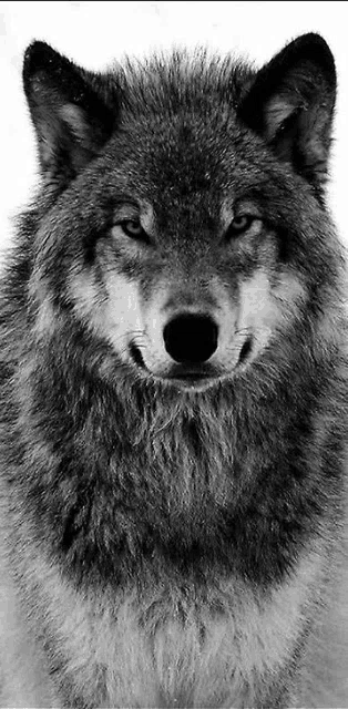 a black and white photo of a wolf 's face looking at the camera .