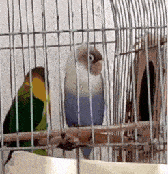 Parrot Dance Parrot Dancing GIF - Parrot Dance Parrot Dancing Marvinmunsayac GIFs