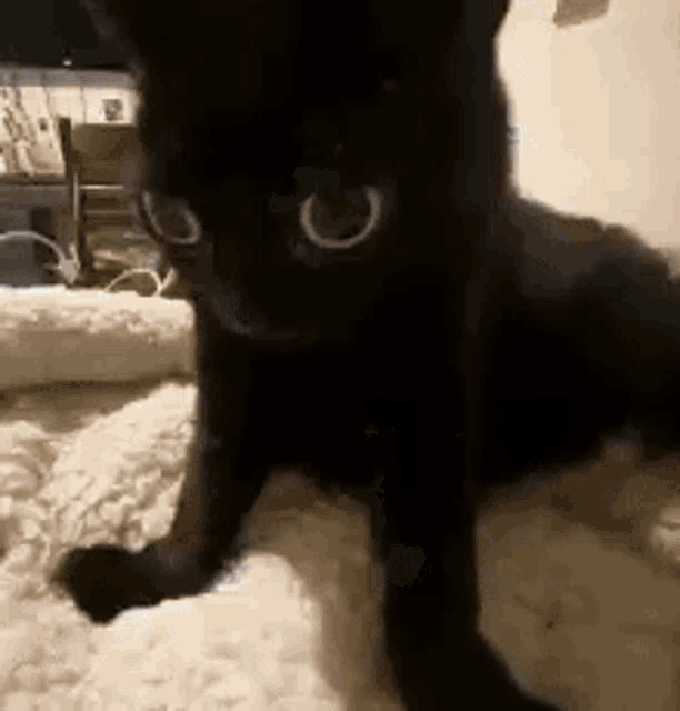 a black cat is laying on a white blanket on the floor looking at the camera .