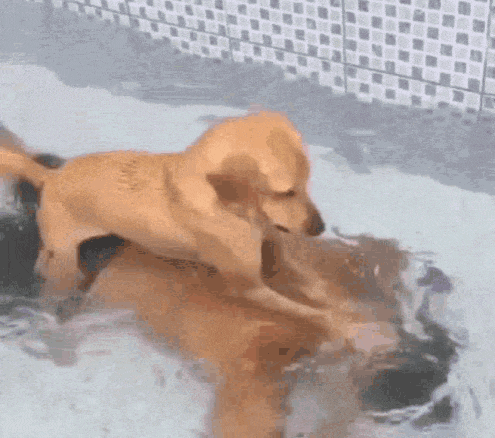 a dog is playing with another dog in a pool of water .