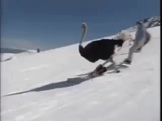 Ostrich Skiing GIF - Ostrich Skiing GIFs