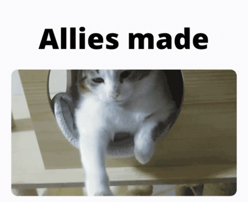Allies Made Cat GIF - Allies Made Cat Shaking Hands GIFs