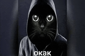 a black cat is wearing a hoodie with a hood .