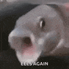 a close up of a fish with its mouth open and the words `` eels again '' written on the bottom .