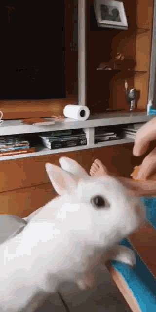 Rabbit Bunny GIF - Rabbit Bunny Eat GIFs