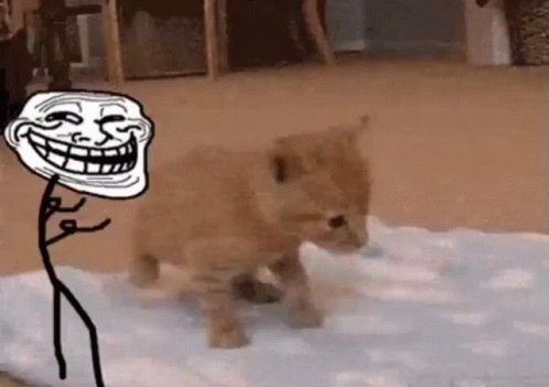 Cat Push Cat GIF - Cat Push Cat Kitten GIFs