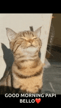 a cat is sitting on a bed with its eyes closed and a good morning papi bello greeting .