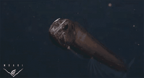 a picture of a fish with the letters xbari on the bottom