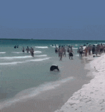 Just Another Day In Florida Bear On Beach GIF - Just Another Day In Florida Bear On Beach GIFs