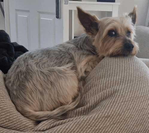 a small dog rests its head on a couch